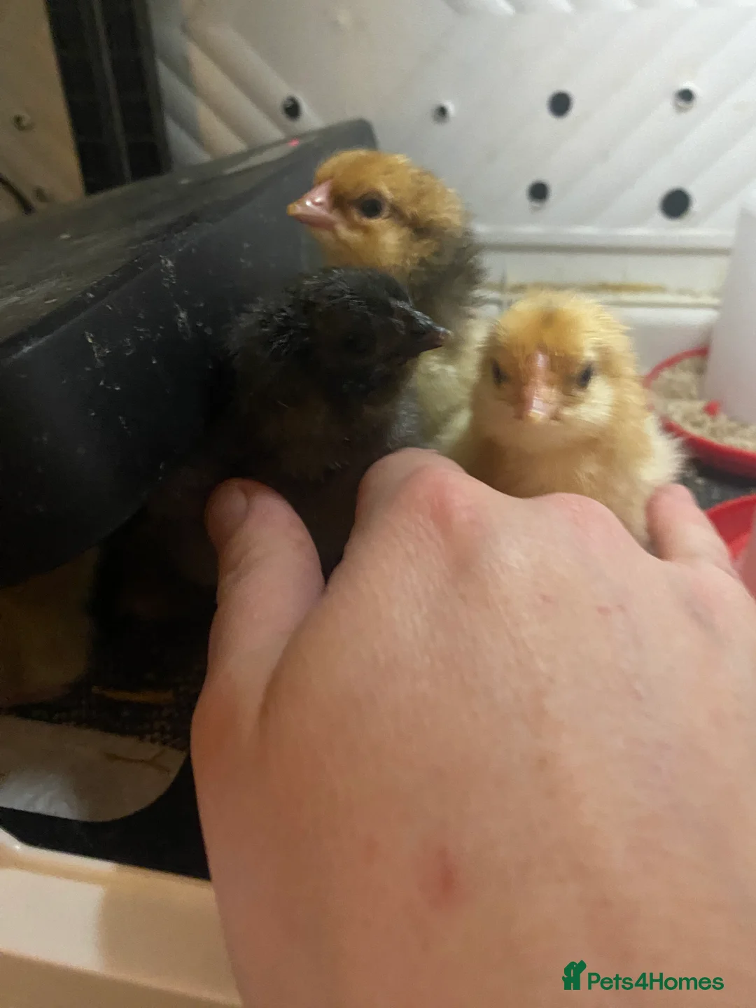 Chickens poultry for sale: Day old chicks - Advert 7