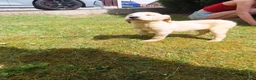 Labrador Retriever dogs for sale: 7 beautiful 5⭐️kc reg labour puppies  in Doncaster - Advert 13