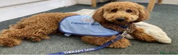 Mixed Breed dogs for sale: Two Beautiful Double Doodle Puppies – Boy & Girl - Advert 3