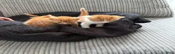 British Shorthair cats for sale: Gorgeous ginger babies in Swaffham - Advert 11