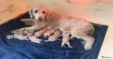 Mini Goldendoodle dogs - Advert 10