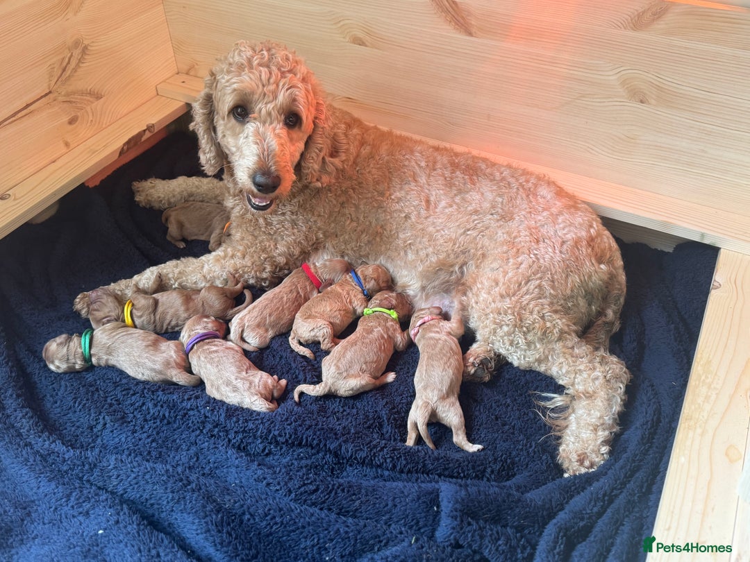 Mini Goldendoodle dogs for sale: Miniature Golden Doodles - Image 1