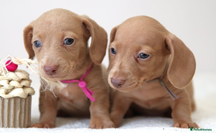 Miniature Dachshund dogs - Advert 5