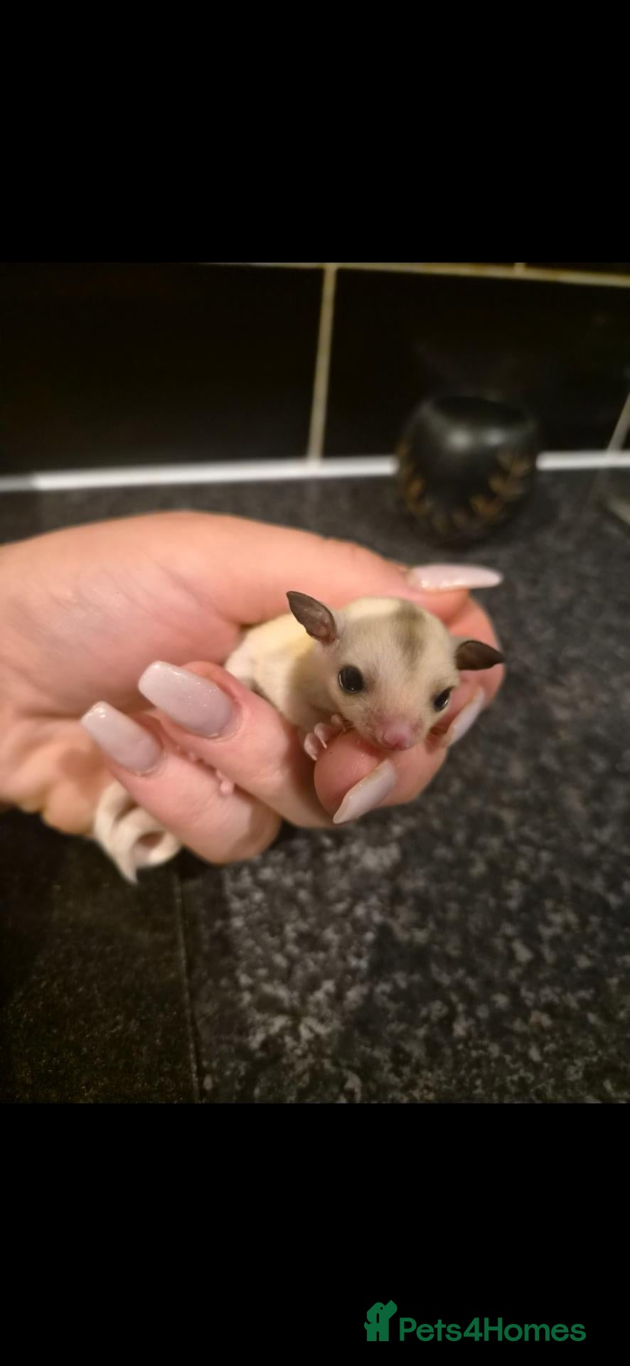 Sugar Glider rodents Sugar glider Joeys for sale!  - Advert 8