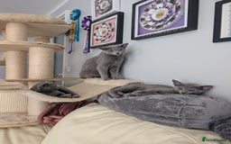 Russian Blue cats for sale: Russian Blue Pedigree boys  - Image 4