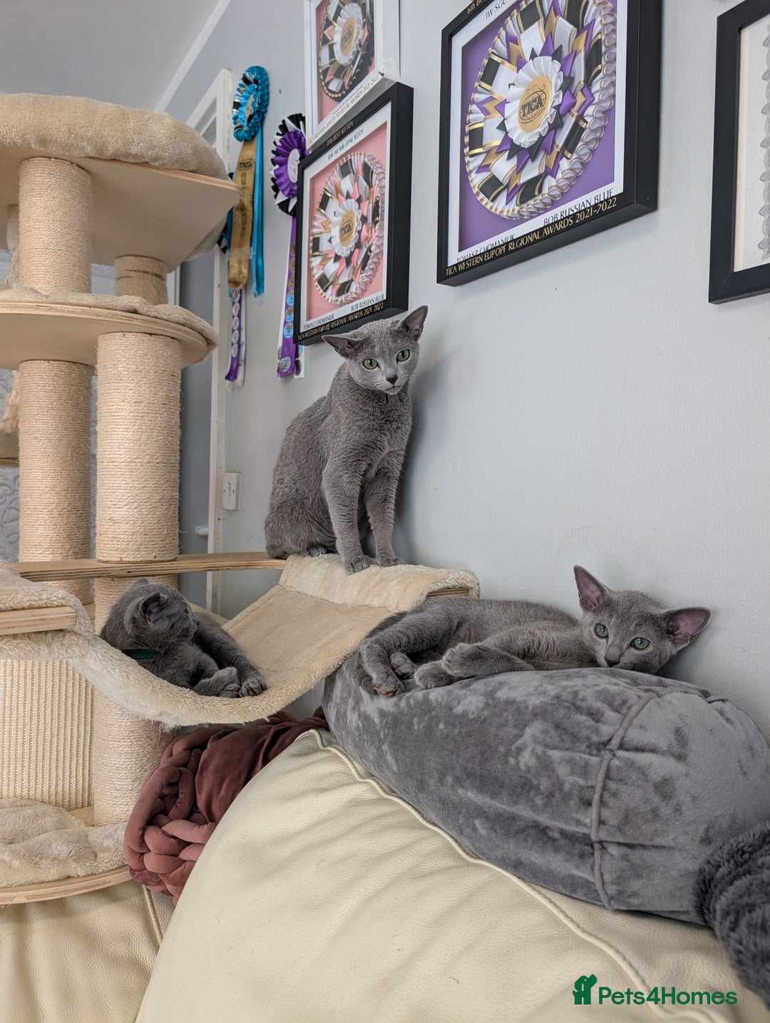Russian Blue cats for sale: Russian Blue Pedigree boys  - Image 4