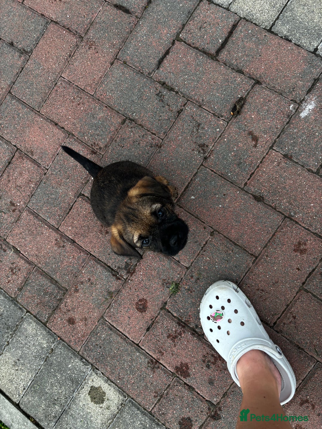 Border Terrier dogs for sale: Border Terrier puppy x1 boy - Image 15