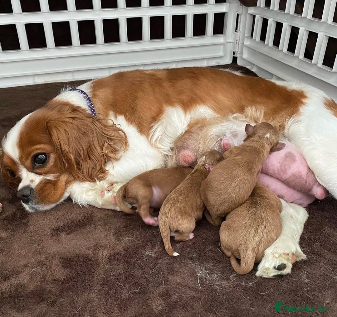 Cavapoo dogs for sale: Beautiful Cavapoo puppies! - Image 24