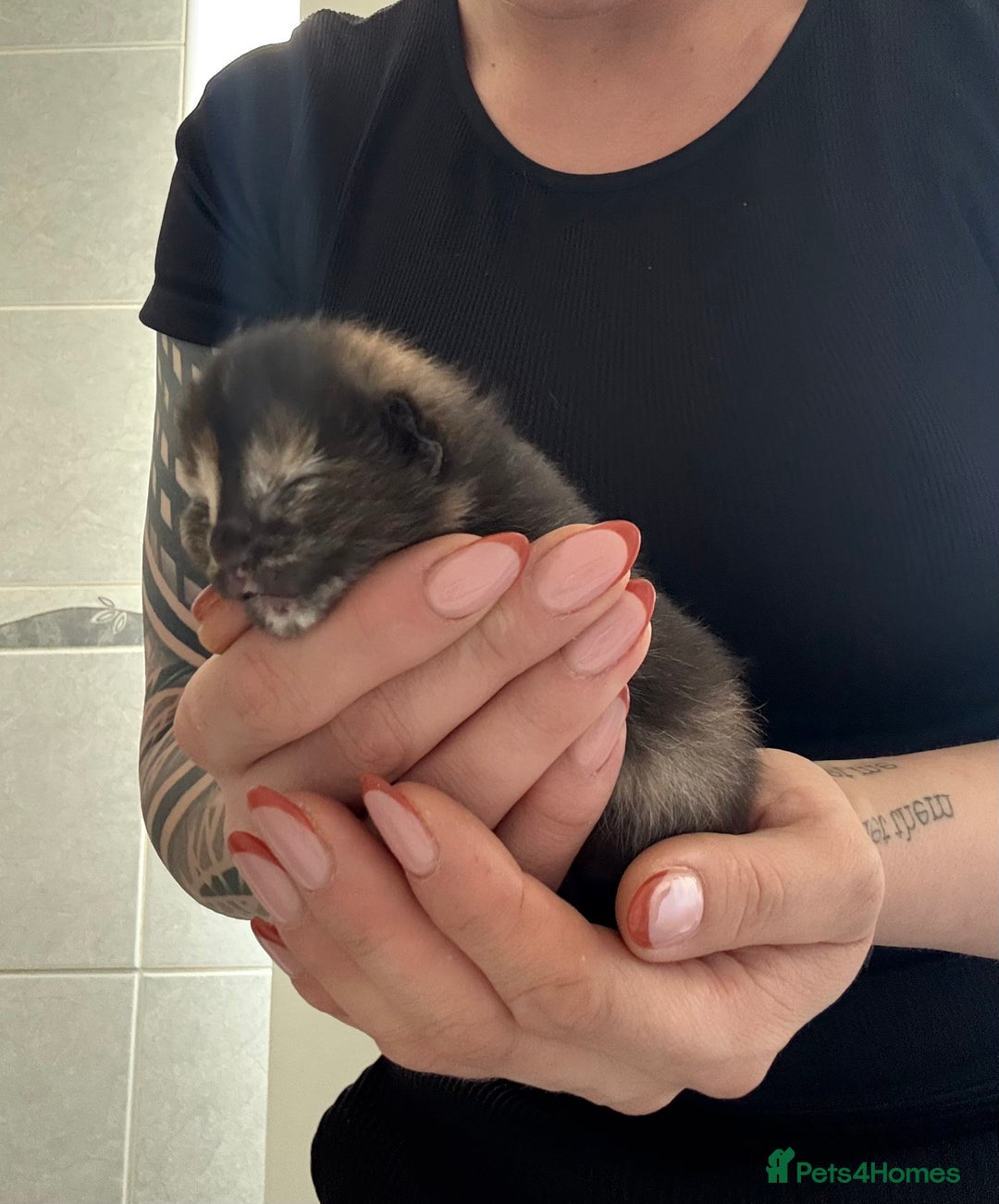 Domestic Shorthair cats for sale: Kitten ready to reserve  - Image 2