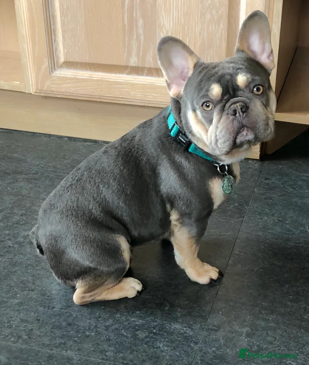 French Bulldog dogs for stud: QUALITY LILAC & TAN QUAD SILVER HEALTH TESTED + in Stoke-on-Trent - Advert 2