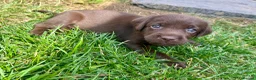Labrador Retriever dogs for sale: KC Registered Labrador Puppies - Advert 16
