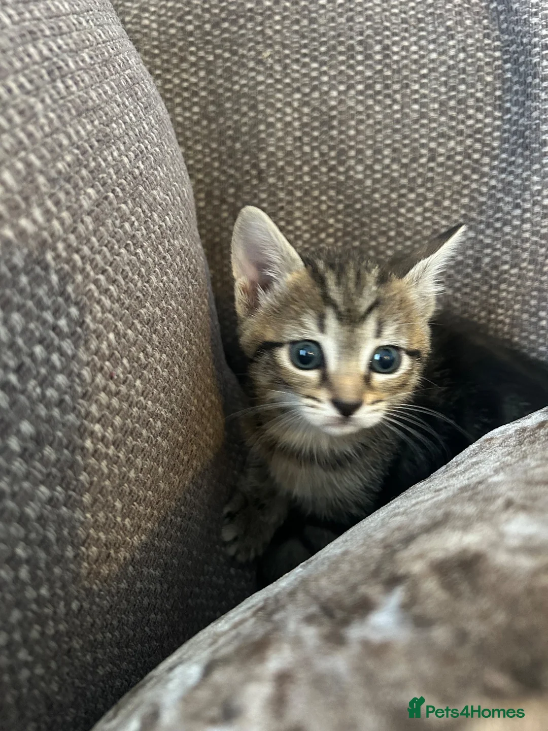 Mixed Breed cats for sale: Mixed breed girls kittens - Advert 24