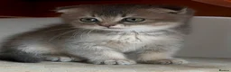 Scottish Fold cats for sale: Scottish Straight kittens available 🐾❤️ - Advert 15