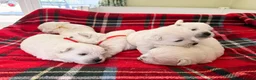 West Highland Terrier dogs for sale: West Highland White Terrier Pups - Advert 3
