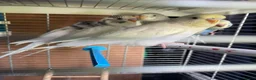 Budgerigars birds for sale: Baby budgies for sale  - Advert 13