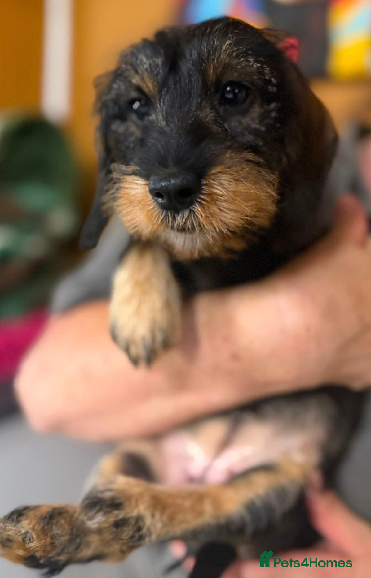 Miniature Dachshund dogs 🩷Two Stunning Mini Wire Haired Dachshund💜 - Advert 1