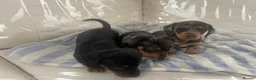 Dachshund dogs for sale: Dashound puppies  - Advert 5