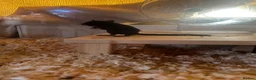 Gerbil rodents for sale: Two female gerbils  - Advert 5