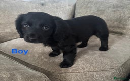 Cocker Spaniel dogs for sale: Beautiful cocker spaniel puppies - Image 5