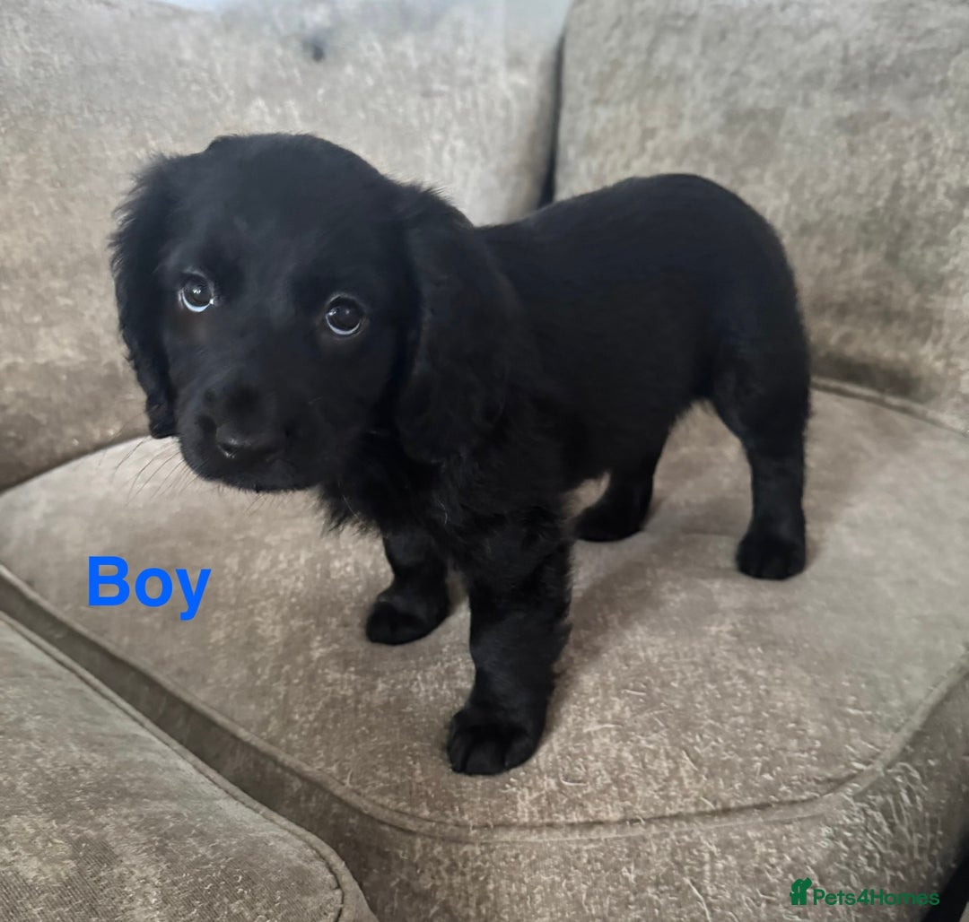 Cocker Spaniel dogs for sale: Beautiful cocker spaniel puppies - Image 5