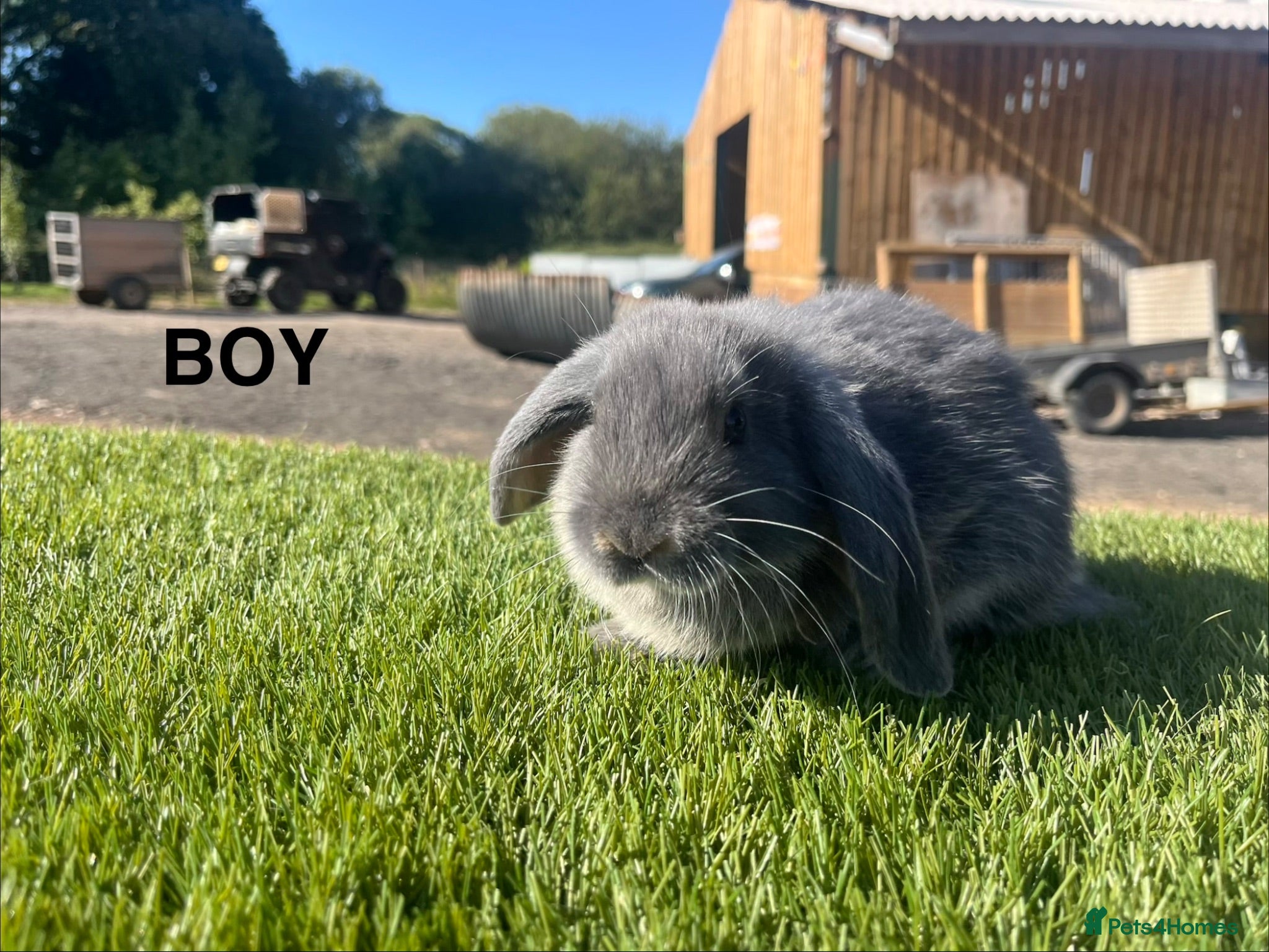 Mini Lop rabbits Mini Lop Kits  - Advert 17