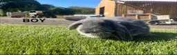 Mini Lop rabbits for sale: Mini Lop Kits  - Advert 2