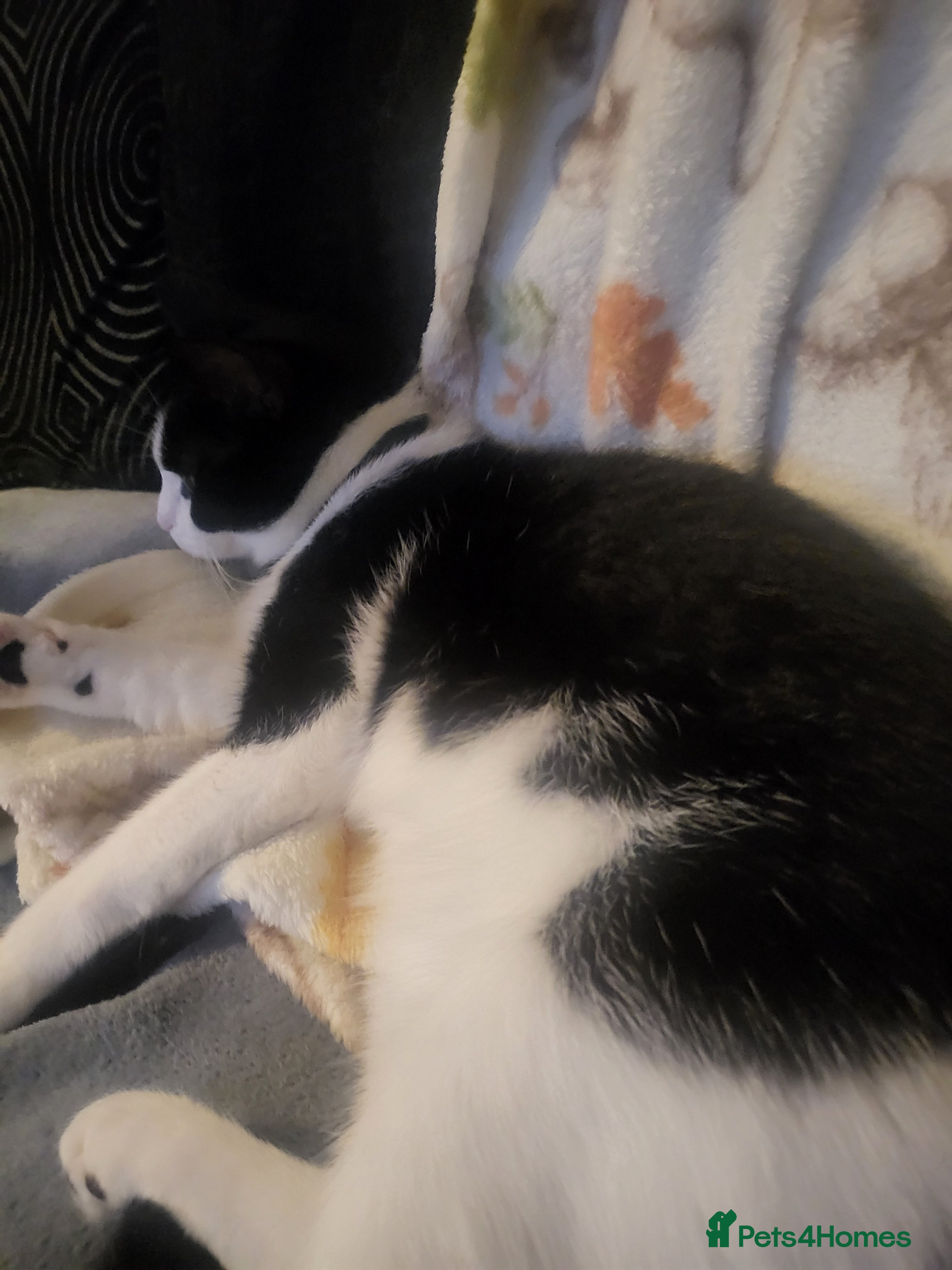 Mixed Breed cats 12 month old female  - Advert 11