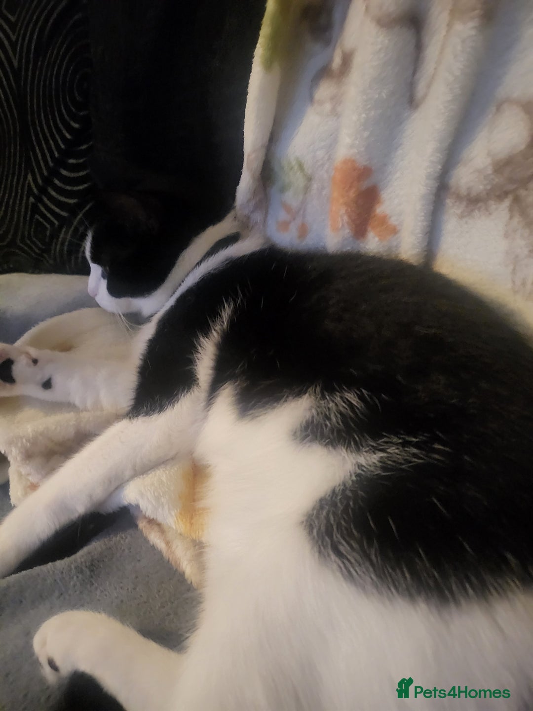 Mixed Breed cats for sale: 12 month old female  - Advert 1