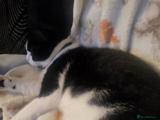 Mixed Breed cats 12 month old female - Advert 1