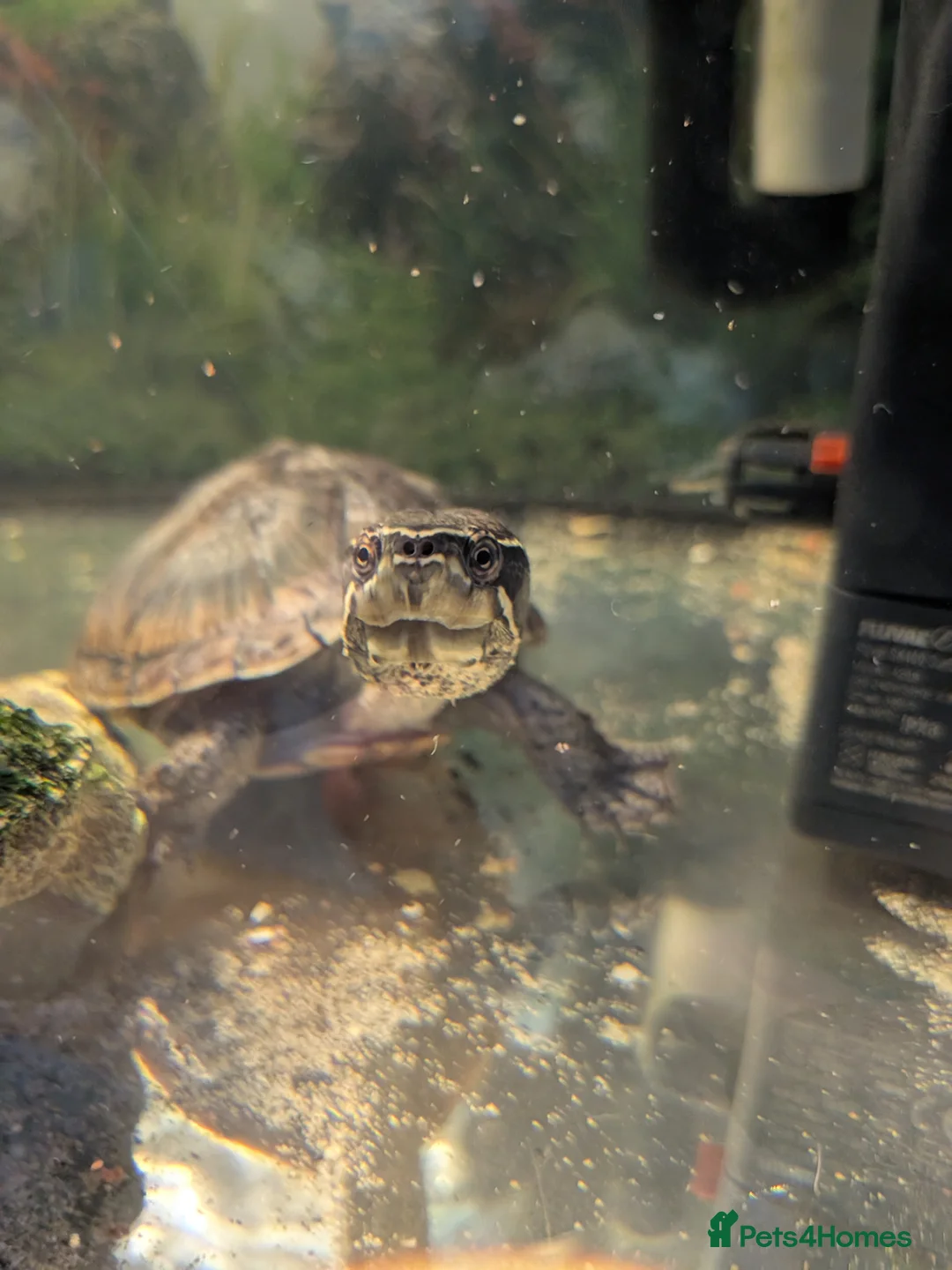Turtle reptiles for sale: Two musk turtles  in Nottingham - Advert 2