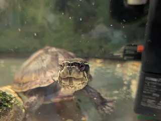 Turtle reptiles Two musk turtles - Advert 8