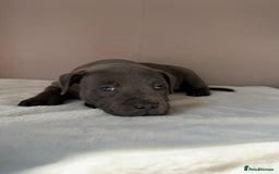 Staffordshire Bull Terrier dogs for sale: BLUEDOGCITY PHARON AT BULLSCAFF X WEDNESDAY ADDAMS - Image 3