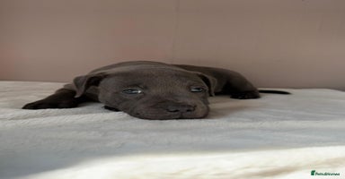 Staffordshire Bull Terrier dogs - Advert 3