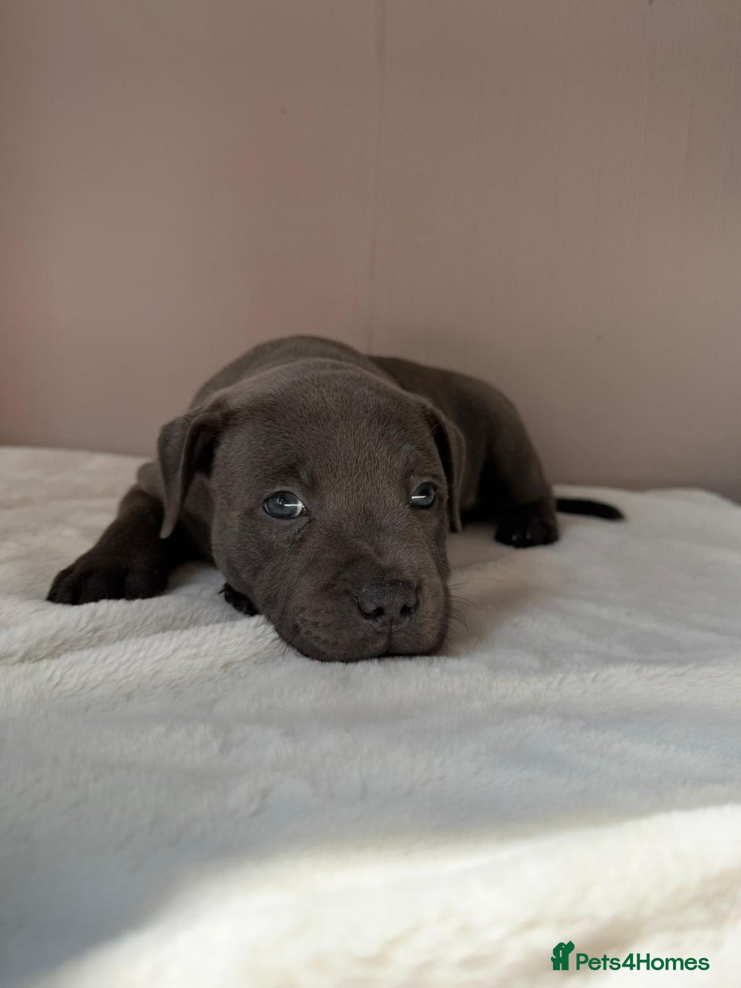Staffordshire Bull Terrier dogs for sale: BLUEDOGCITY PHARON AT BULLSCAFF X WEDNESDAY ADDAMS - Image 3