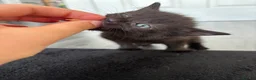 Mixed Breed cats for sale: 4 kittens 🏡 - Advert 4