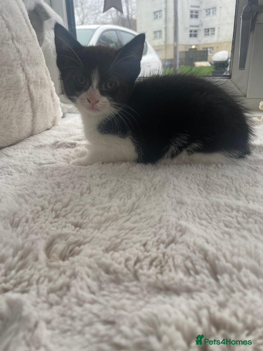 Mixed Breed cats for sale: Kittens Looking for a forever family  - Advert 9