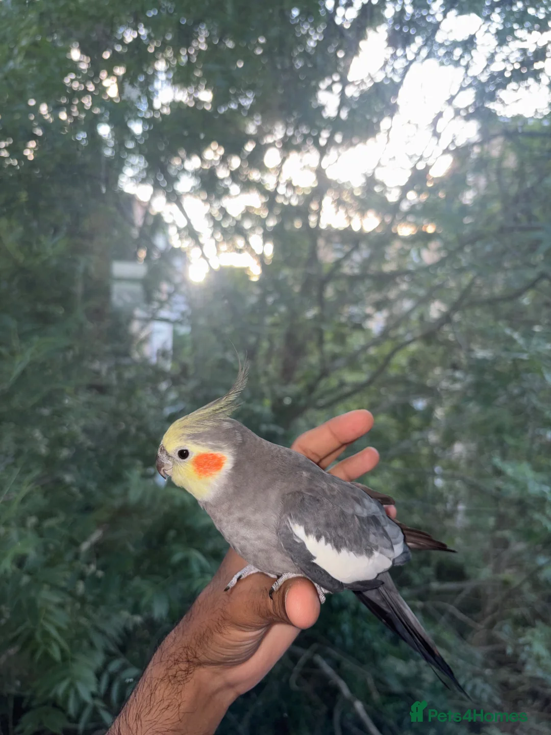 Conures birds for sale: 6 Month old Tamed cockatiel - Advert 2