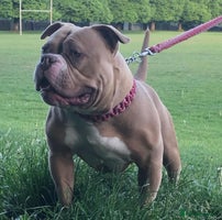 American Bully dogs Extraordinary Pocket Bully pups - Advert 3