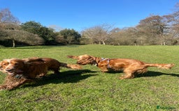 Cocker Spaniel dogs for sale: Lovely natured spaniel puppies - Image 16