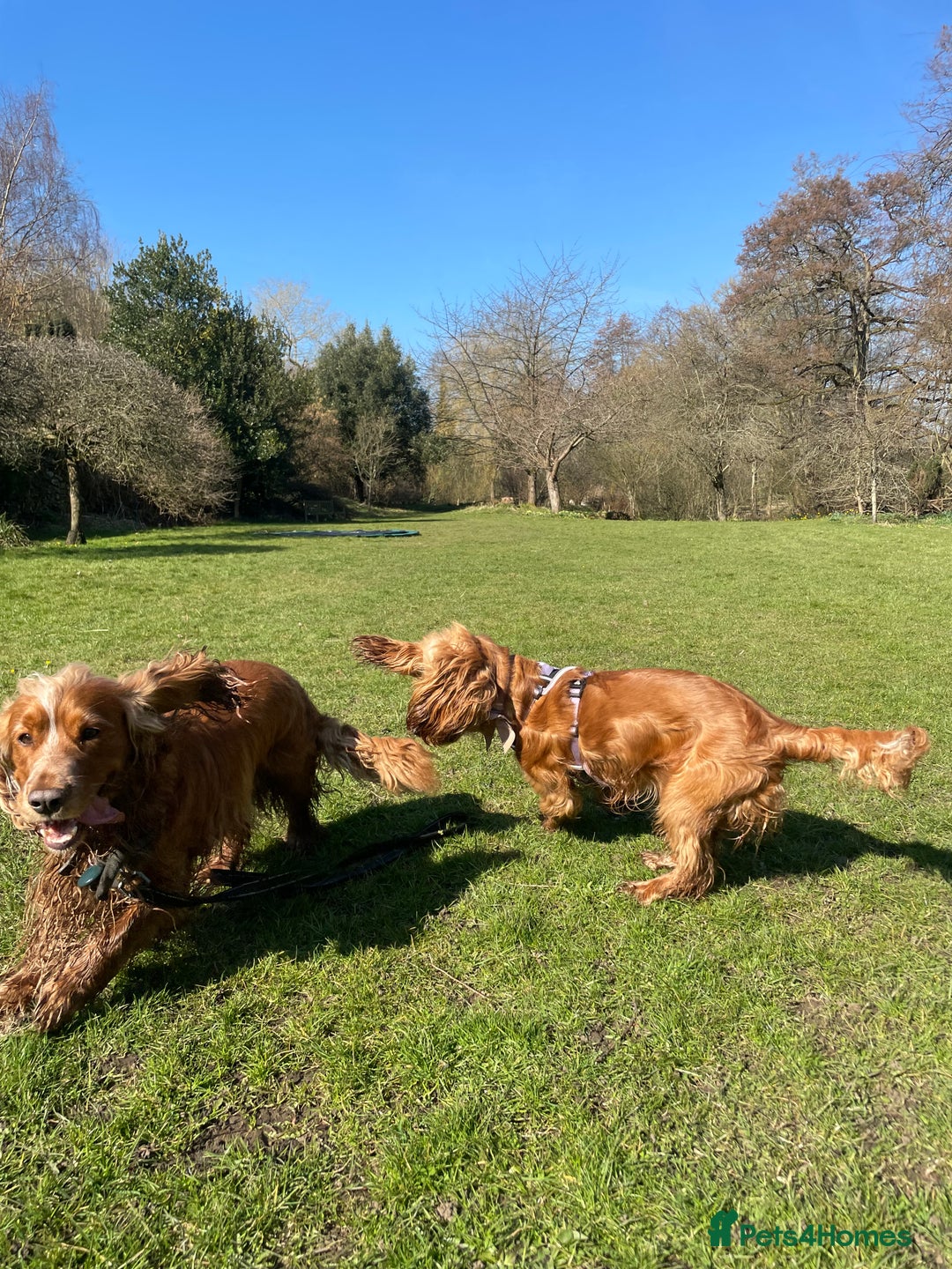 Cocker Spaniel dogs for sale: Lovely natured spaniel puppies - Image 16