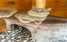 British Shorthair cats for sale: Ready For Forever Homes Soon! - Image 25
