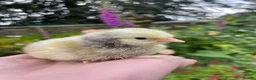 Chickens poultry for sale: 🐣🤍Day old chicks 🤍🐣 lots of breeds  - Advert 3