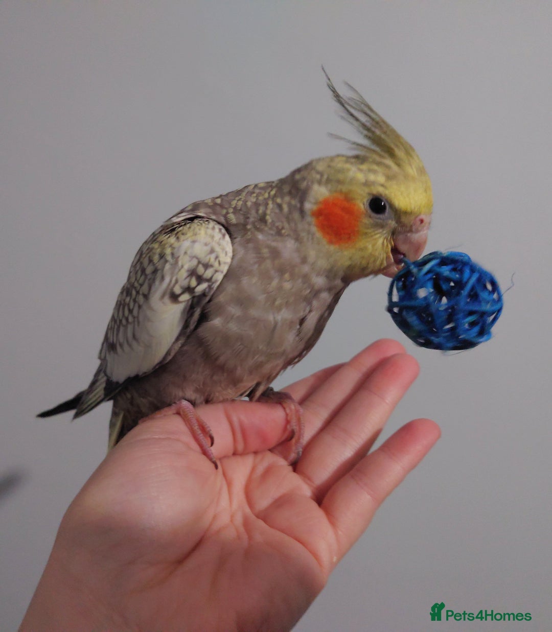 Cockatiels birds for sale: Hand reared silly tame DNA sexed baby cockatiels  - Image 13