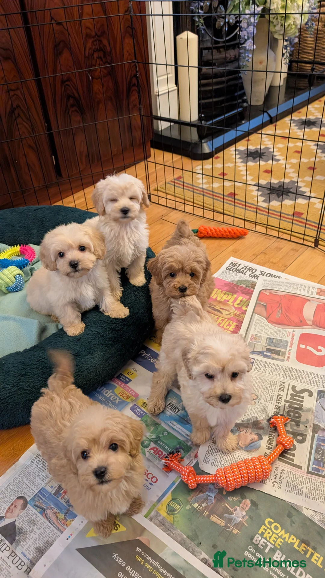 Maltipoo dogs for sale: Toy Maltipoo Puppies - READY NOW - Advert 11