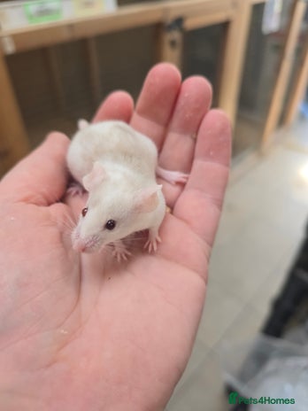 Mouse rodents - Advert 16