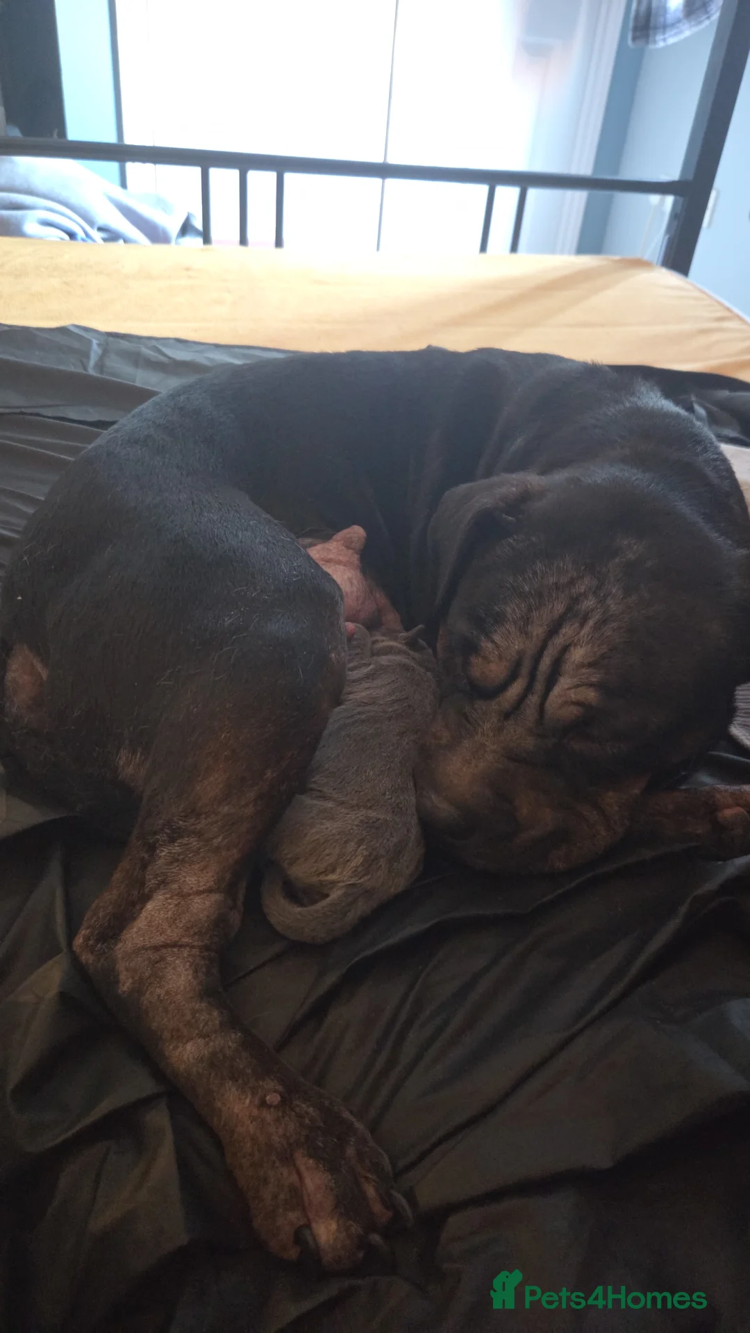 Mixed Breed dogs for sale: Shar-pie cross pocket bully  in Oxford - Advert 1