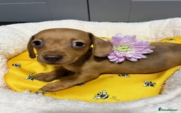 Miniature Dachshund dogs for sale: Min dachshund looking for their forever 🏡 - Image 23