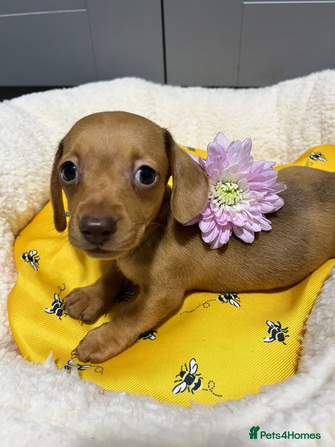 Miniature Dachshund dogs for sale: Min dachshund looking for their forever 🏡 - Image 23
