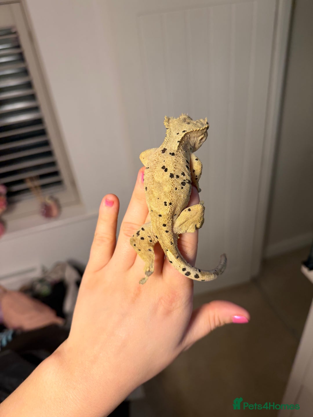 Gecko reptiles for sale: Beautiful Dalmatian Female Crested Gecko  - Advert 3