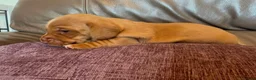 Miniature Dachshund dogs for sale: Adorable Miniature Dachshund Puppies - Advert 5